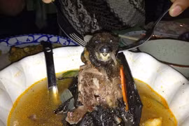 Tận mục món súp dơi đầy lông, sõng soài trong bát