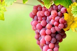 Mẹo bảo quản hoa quả tươi lâu trong tủ lạnh