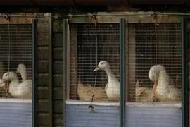 Anh, Hà Lan khẩn trương đối phó cúm gia cầm