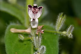 Tận dụng thảo dược trị tận gốc ung thư dạ dày