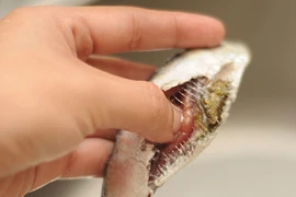 Mẹo chọn cá biển tươi ngon, hấp dẫn nhất