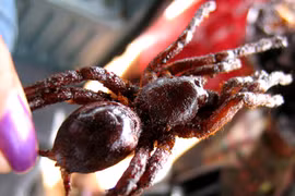 Cận cảnh đặc sản "vừa ăn vừa che miệng" Campuchia