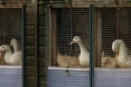 Hà Lan tiêu hủy 8.000 gia cầm ngừa cúm