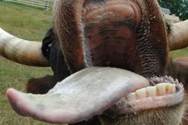 Điểm danh món ngon "xấu xí" trên bàn tiệc người Pháp