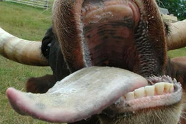 Điểm danh món ngon "xấu xí" trên bàn tiệc người Pháp