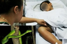 Suýt mất mạng vì thần dược chữa rắn cắn của thầy lang