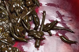 Thực hư đỉa lúc nhúc trong bụng người ở BV Bạch Mai