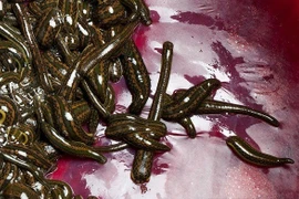 Thực hư đỉa lúc nhúc trong bụng người ở BV Bạch Mai