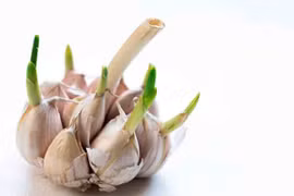 Kinh ngạc tác dụng của tỏi mọc mầm nhiều người vẫn vứt bỏ