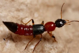 Tắt đèn, thiếu nữ hoảng hồn khi “vật thể lạ” ngọ nguậy trên mặt