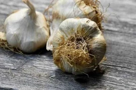 Tỏi mọc mầm tốt nhưng có dấu hiệu này, ăn vào...“tiền mất tật mang”