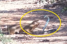 Clip: Màn giao chiến ác liệt giữa rắn và cầy lỏn 