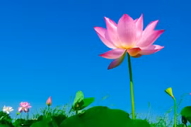 Hóa giải nghiệp báo