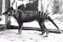 6 sinh vật huyền thoại xóa sổ khỏi Trái Đất do loài người