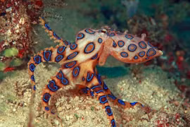 Nhiều loài ở Việt Nam trong top sinh vật biển nguy hiểm nhất hành tinh