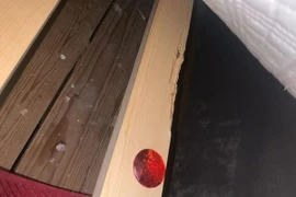 Chính quyền bồi thường cho bà bầu vì nhà quá... nhiều chuột