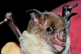 Bí ẩn nhiều loài tuyệt chủng bất ngờ hồi sinh từ cõi chết 