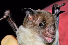 Bí ẩn nhiều loài tuyệt chủng bất ngờ hồi sinh từ cõi chết 