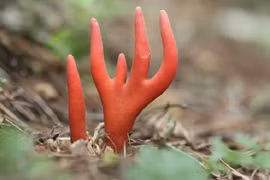 Thấy “bàn tay tử thần” này nhô lên hãy tránh xa ngay lập tức