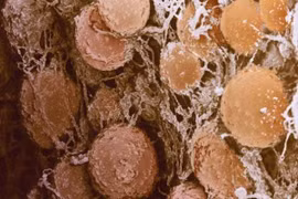 Vạn vật đời thường trở nên kinh dị qua lăng kính hiển vi