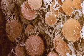 Vạn vật đời thường trở nên kinh dị qua lăng kính hiển vi