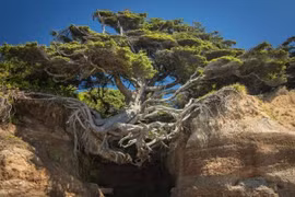 Sức mạnh kỳ quái của thiên nhiên nuốt chửng bê tông sắt thép