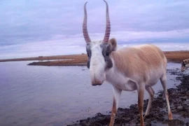 "Bẫy ảnh" chụp được loạt động vật quý hiếm nhất thế giới 