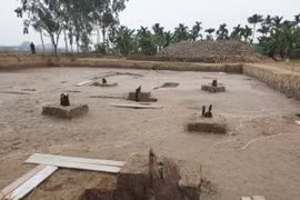 Bãi cọc Cao Quỳ ở Hải Phòng: Đồng vị Carbon C14 xác định niên đại thế nào?