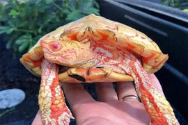 Lạ lùng loài vật mắc bạch tạng nhưng có màu đỏ như rồng lửa 