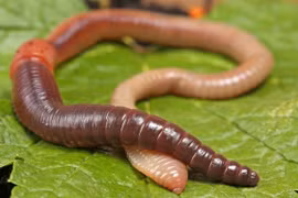 Top 3 loài động vật kỳ dị có nhiều trái tim trên khắp cơ thể