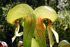 Kẻ ăn thịt đáng sợ trong tự nhiên đội lốt cây hoa đẹp long lanh