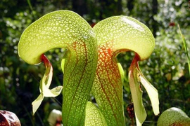 Kẻ ăn thịt đáng sợ trong tự nhiên đội lốt cây hoa đẹp long lanh