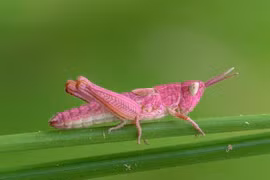 Loạt con vật màu mè không giống ai nhưng siêu hiếm trên thế giới