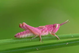 Loạt con vật màu mè không giống ai nhưng siêu hiếm trên thế giới