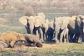 Đại chiến tàn khốc với đồng loại khiến voi khủng chết thảm 