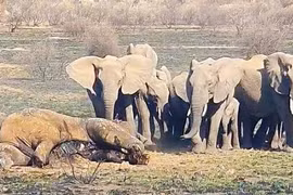 Đại chiến tàn khốc với đồng loại khiến voi khủng chết thảm 