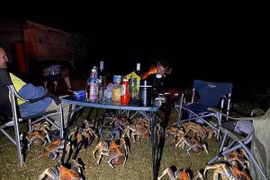 Kinh hoàng cảnh đàn cua khổng lồ như quái vật tấn công người