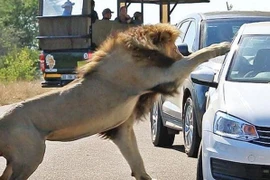 Hết hồn cảnh sư tử tấn công người qua cửa kính ô tô