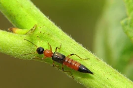 "Giải oan" cho kiến ba khoang: Không tấn công người như lời đồn