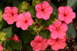 Những loài hoa tỏa hương thơm ngát nhưng chỉ nở về đêm