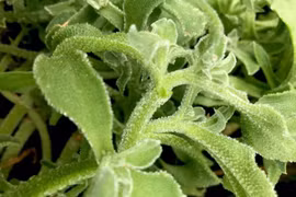 Loại rau hình thù kỳ lạ, giá đắt hơn thịt nhưng vẫn được săn lùng