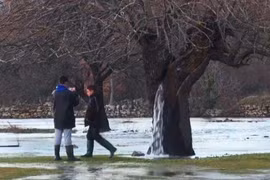 Cây lạ nhất thế giới, nước phun ra từ thân hơn 20 năm 