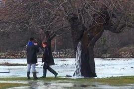 Cây lạ nhất thế giới, nước phun ra từ thân hơn 20 năm 