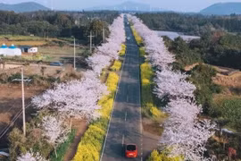 Giới trẻ xứ Hàn đua nhau “flex” ảnh chụp hoa anh đào