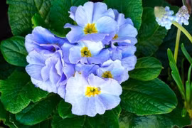 3 con giáp có đức mặc sức mà ăn, làm gì cũng thành công