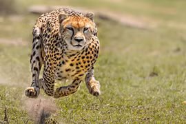 3 anh em báo săn hợp sức đoạt mạng đà điểu khổng lồ