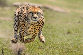 3 anh em báo săn hợp sức đoạt mạng đà điểu khổng lồ