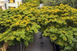 Hà Tĩnh rực rỡ sắc vàng hoa giáng hương