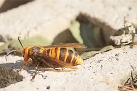 Cũng là ong rừng, tại sao ong vò vẽ lại hung dữ?