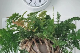 Cây cảnh “trăm chân” lông lá đến sởn gai ốc